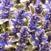 Живучка ползучая Принцесса Надя С2