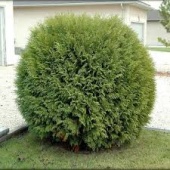Туя западная "Woodwardi" (Thuja occidentalis) C3