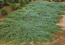 Можжевельник горизонтальный Glauca Group (Juniperus horizontalis) С2