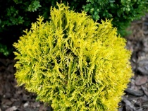 Туя западная Даника Ауреа (Thuja occidentalis Danica Aurea) C2