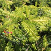 Пихта благородная "Frijsenborg" (Abies nobilis), С5