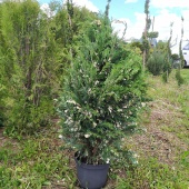 Кипарисовик Лавсона "Аргентеовариегата" (Chamaecyparis lawsoniana Argenteovariegata) С10