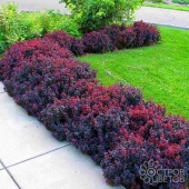 Барбарис Тунберга "Конкорд" (Concorde) C3