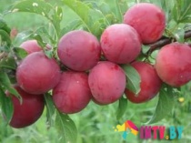 Алыча "Комета" С10