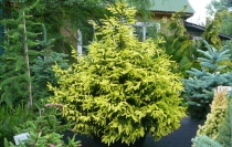 Ель восточная "Summergold" (Picea orientalis), С5