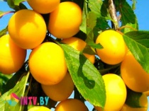 Алыча "Солнышко" в горшке