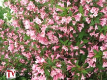 Вейгела цветущая (Weigela florida) C5