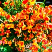 Ракитник Лена (Cytisus Lena) С2