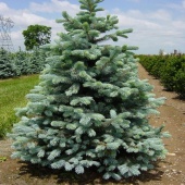 Ель колючая "Kaibab" (Picea pungens) 70-80 см. С15