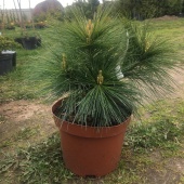 Сосна Шверина (Pinus schwerinii «Wiethorst»)