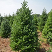 Пихта бальзамическая (Abies balsamea) высота 240см. C25