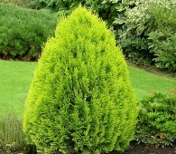 Плосковеточник восточный "Aurea Nana" (platycladus orientalis) C2