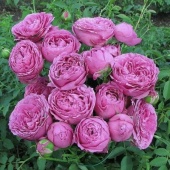 Роза Мисти Баблс (Misty Bubbles)  C2