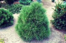 Сосна чёрная австрийская "Спилберг" (Pinus nigra "Spielberg") C5