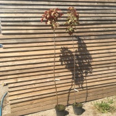 Клен ложноплатановый Еск Сансет C7.5