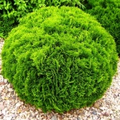 Туя западная "Danica" (Thuja occidentalis) C10