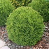 Туя западная "Danica" (Thuja occidentalis) С5