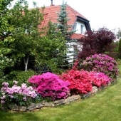 Азалия в ассортименте С7