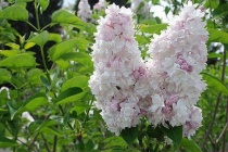 Сирень обыкновенная Красавица Москвы (Syringa vulgaris Krasawica Moskwy) С3