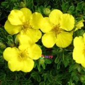 5Лапчатка кустарниковая "Goldstar" (Potentilla fruticosa) C6