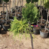 Бонсаи кипарисовик mix, С5