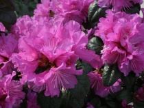 Рододендрон ПЖМ Элит (PJM Elite) C10