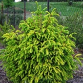 Ель обыкновенная "Norrkoping" (Picea abies), С10, 110-120см