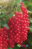 Смородина красная Ненаглядная С3