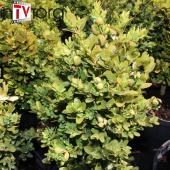 Самшит вечнозеленый C2