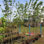 Липа крупнолистная (Tilia platyphyllos), С10