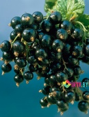 Смородина черная Изюмная C3
