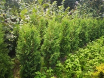 Туя западная "Columna" (Thuja occidentalis), C15, 170-200см.