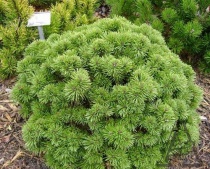 Сосна горная "Алгау" (Pinus mugo "Allgau") С5