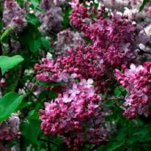 Сирень обыкновенная Маршал Фош (Syringa vulgaris Marechal Foch) С3