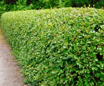 Кизильник блестящий (Cotoneáster lucídus) С2