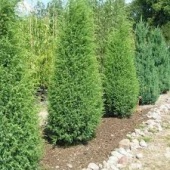 Можжевельник обыкновенный "Suecica" (Juniperus communis), С10