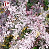 Барбарис оттавский "Silver Miles" (Berberis ottawensis) C2