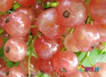 Смородина красная Пригажуня С3