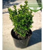 Самшит вечнозеленый (Buxus sempervirens), C2