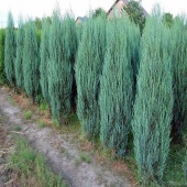 Можжевельник скальный "Blue Arrow" (Juniperus scopulorum) C2