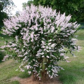 Дейция шершавая Розеа Плена C2