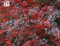 Барбарис средний "Red Jewel" (Berberis media) C5