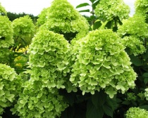 Гортензия метельчатая "Limelight" (Hydrangea paniculata), С7,5