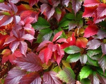 Виноград девичий "Redwall" (Parthenocissus quinquefolia), р9