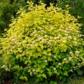 Пузыреплодник калинолистный "Luteus" (Physocarpus opulifolius), C3