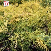 Кипарисовик горохоплодный "Sungold" (Chamaecyparis pisifera), С3