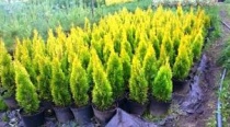 Туя западная "Golden Smaragd" (Thuja occidentalis) P9