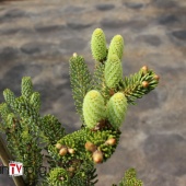 Пихта корейская "Silberlocke" (Abies koreana), С3, привитая