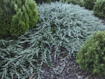 Можжевельник горизонтальный Бар Харбор (Juniperus horizontalis Bar Harbor) С5