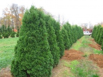 Туя западная "Спиралис" (Thuja occidentalis "Spiralis") С5